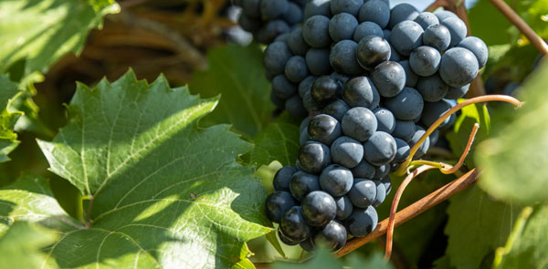 Rolling Forks Vineyards Grapes Wine