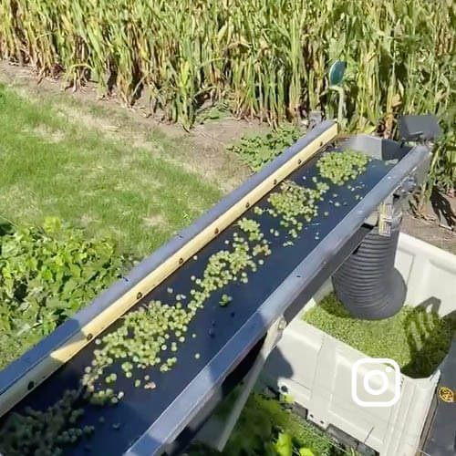 Grape picking at Glenwood, MN Winery