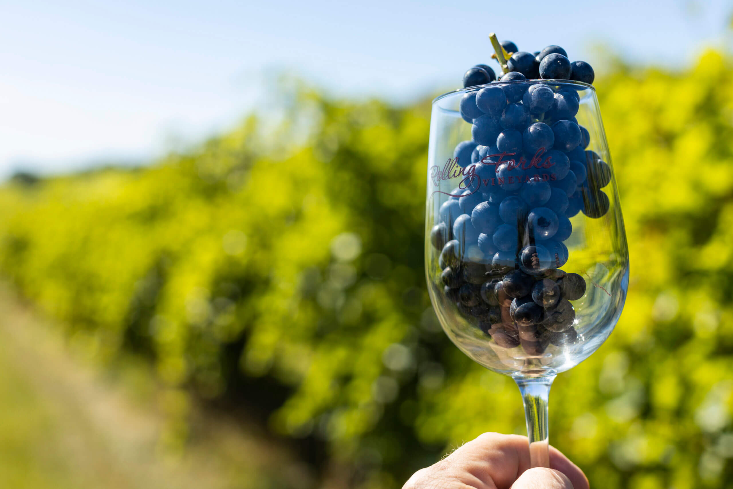 Red wine grapes and Rolling Forks Vineyard in summer