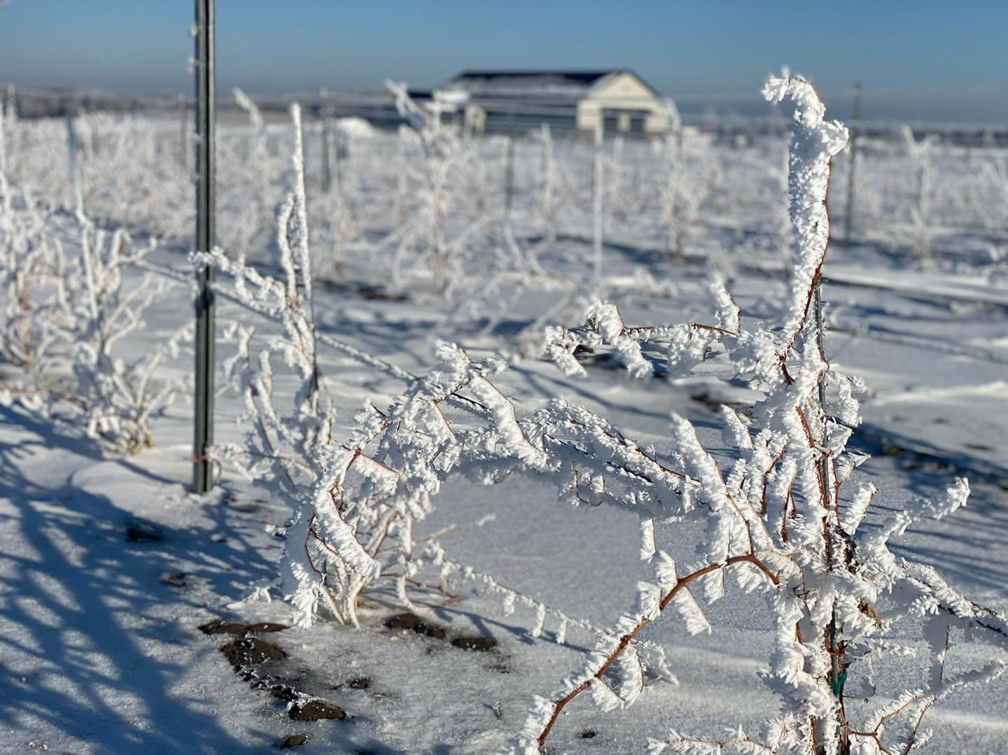 frost in the vineyards