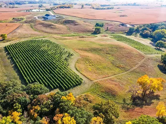 Hills of Rolling Forks Vineyards Cold Climate Grapes, Glenwood, Minnesota