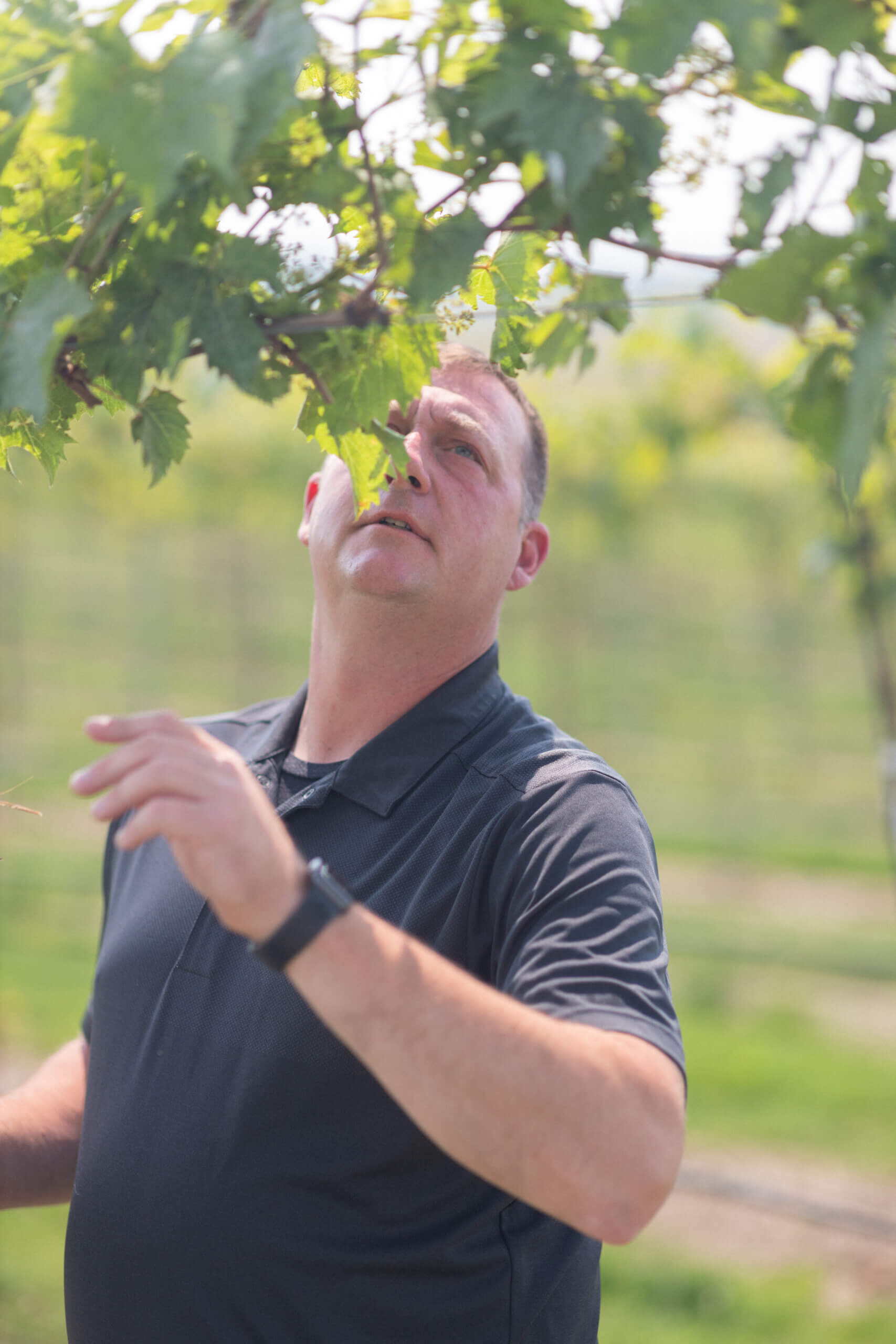 Vineyards Rolling Forks Vineyards, Glenwood, Minnesota