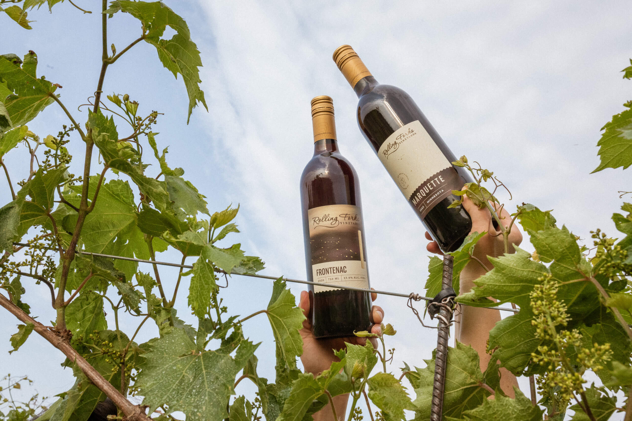 Vineyards Rolling Forks Vineyards, Glenwood, Minnesota