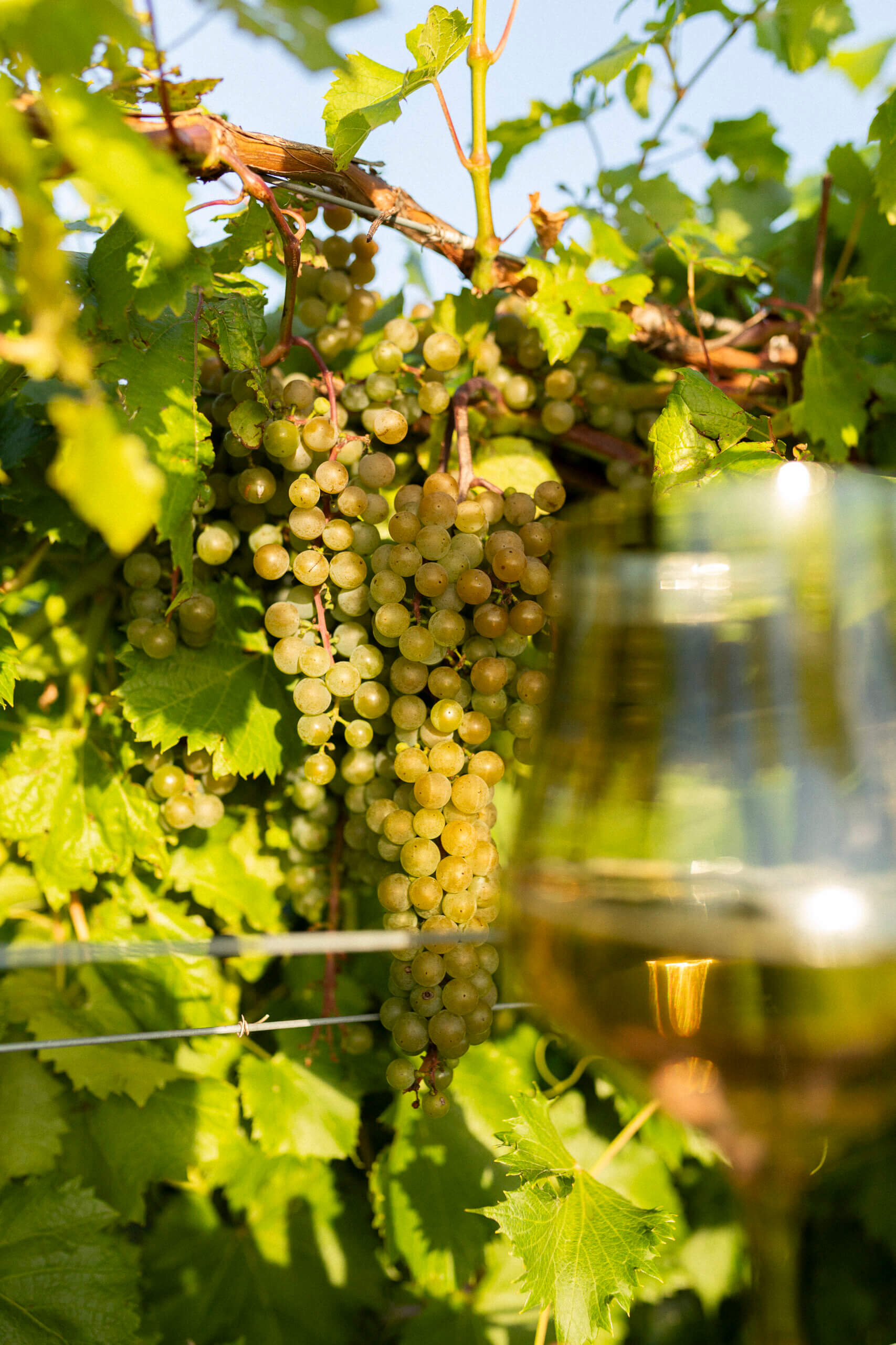 White wine and grapes at Rolling Forks Vineyards, Glenwood Minnesota