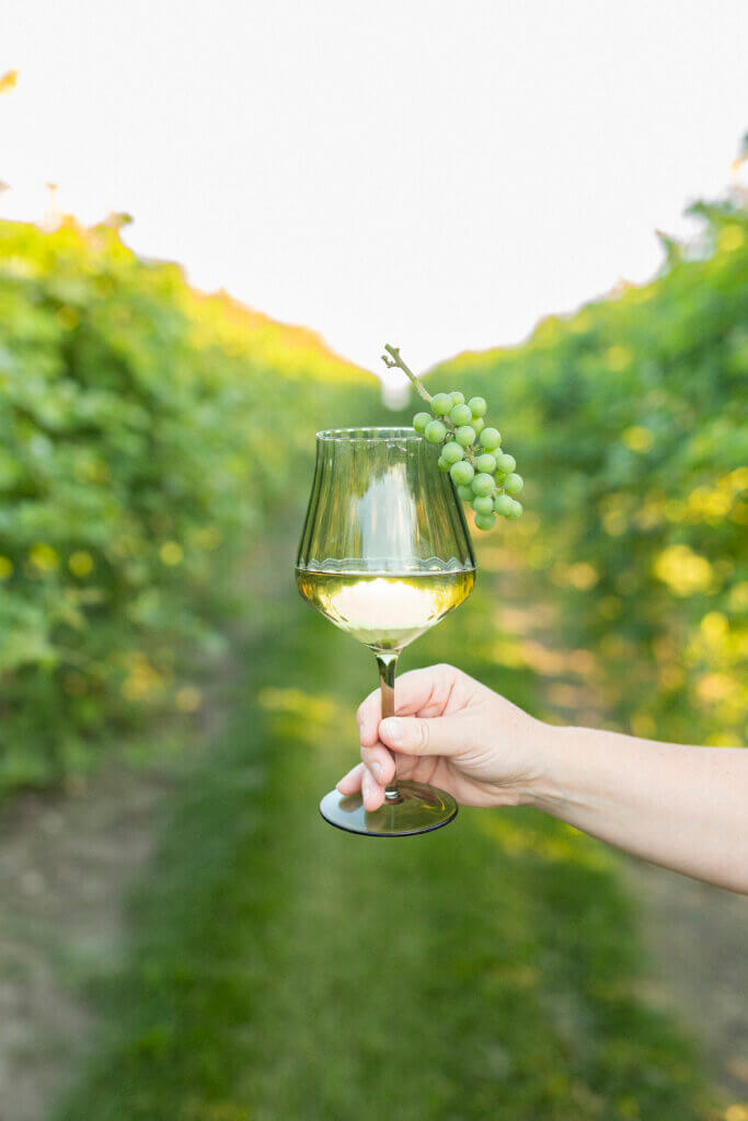 White Wine and Grapes at Rolling Forks Vineyards, Glenwood, Minnesota