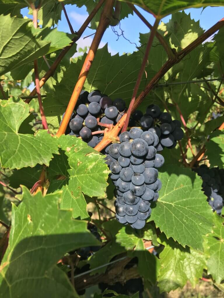 Red Grapes on the vine before wine making at Rolling Forks Vineyards, Glenwood, Minnesota