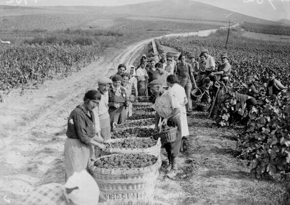 Champagne Harvest During WW2