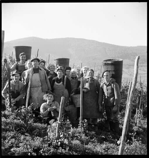 Grape harvest in Ammerschwihr, Alsace. France circa 1945 Photo by Therese Bonney