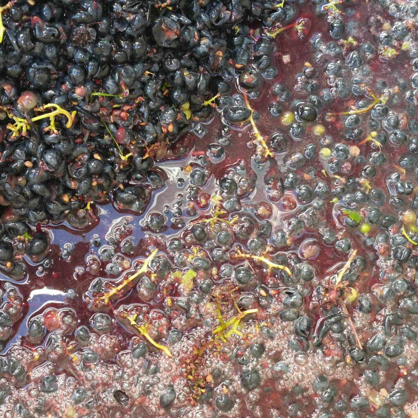 Red Grapes on the skin before being pressed to make wine at Rolling Forks Vineayrds, Glenwood, Minnesota