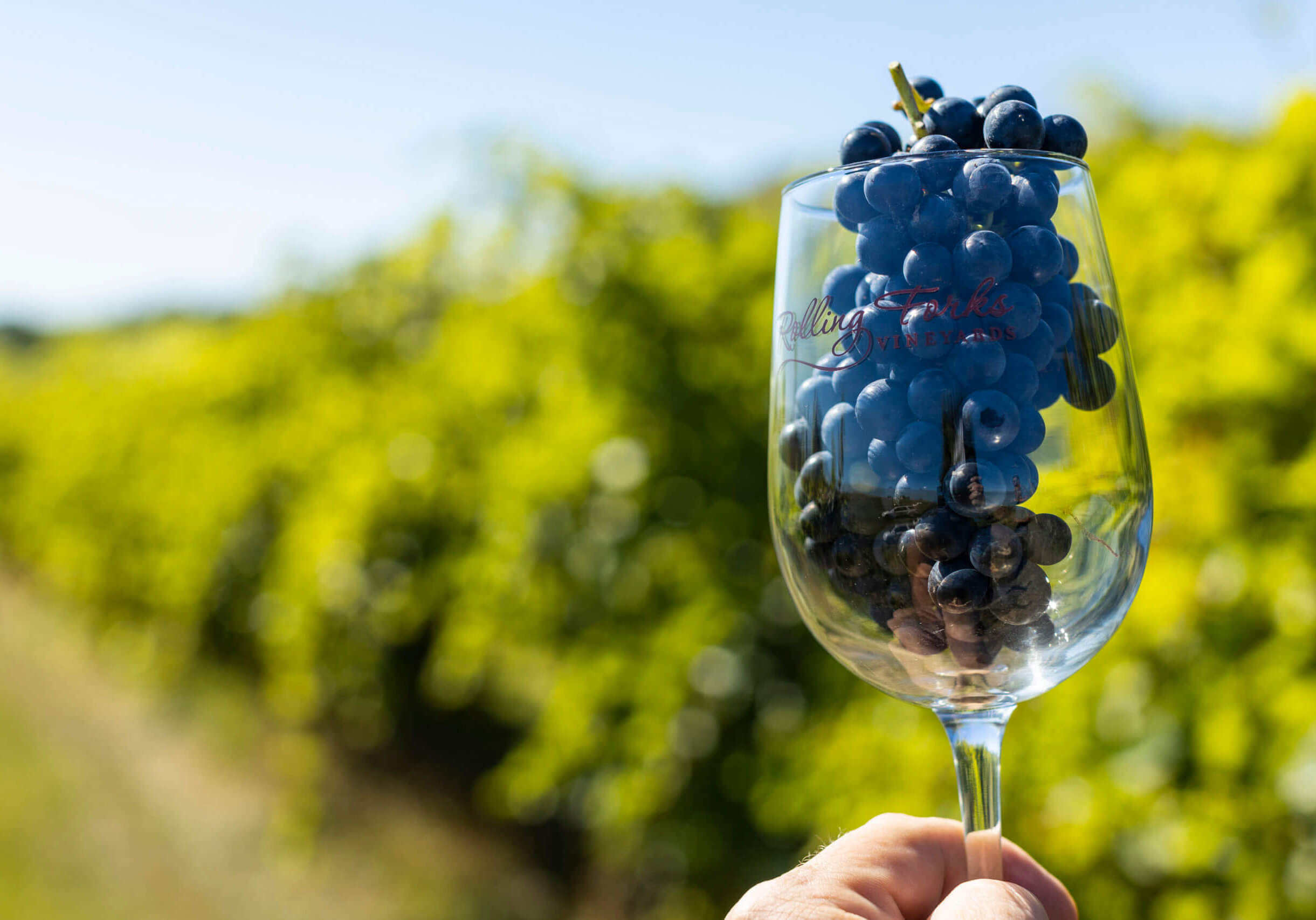 Red wine grapes and Rolling Forks Vineyard in summer