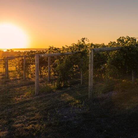 Minnesota vineyard at sunset in summer