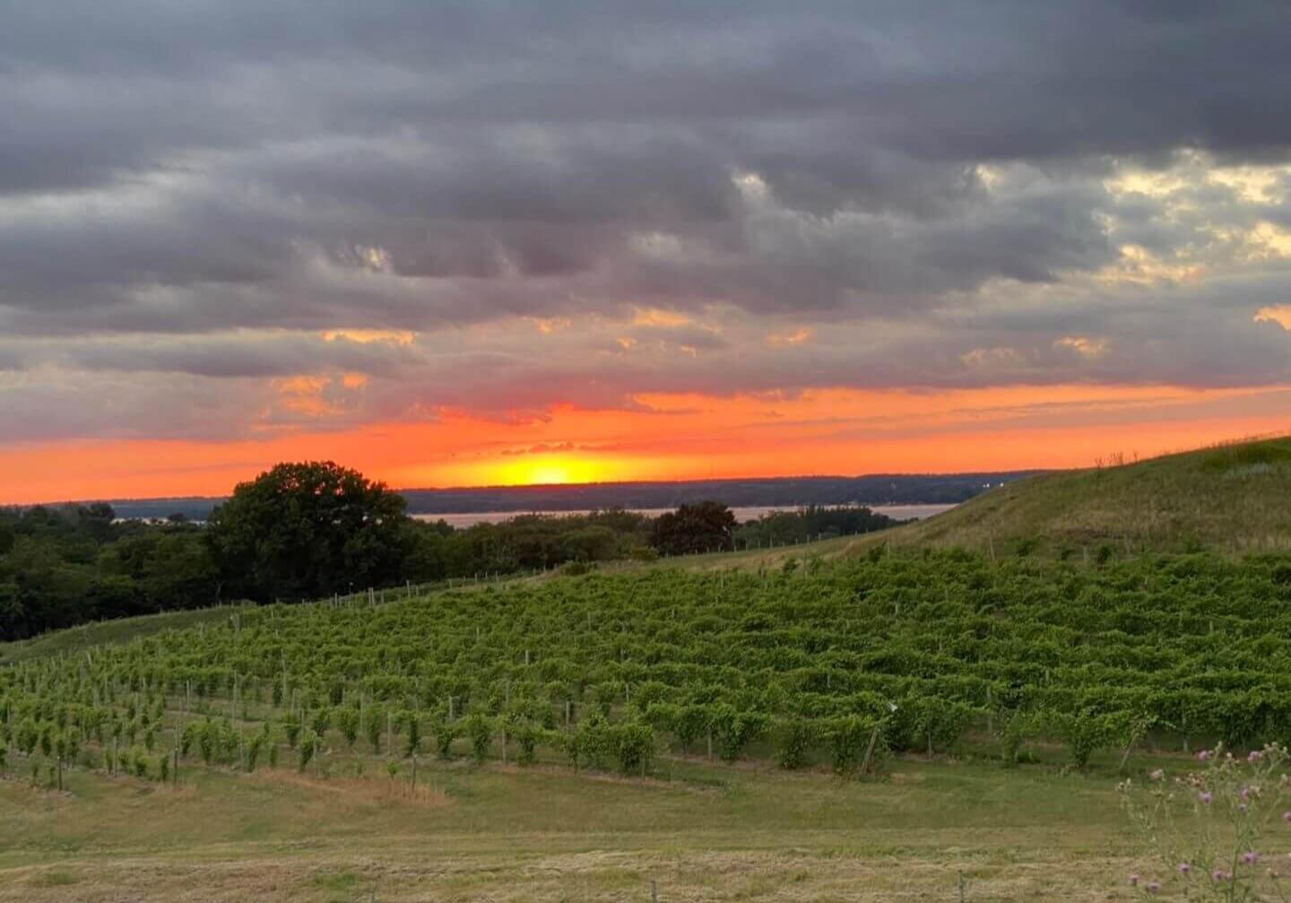 Sunset over the vineyards at Rolling Forks Vineyards, Glenwood Minnesota