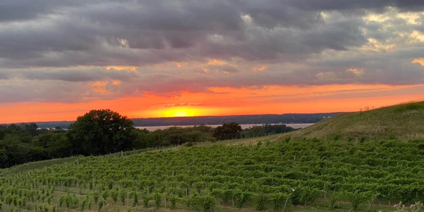 Sunset over the vineyards at Rolling Forks Vineyards, Glenwood Minnesota