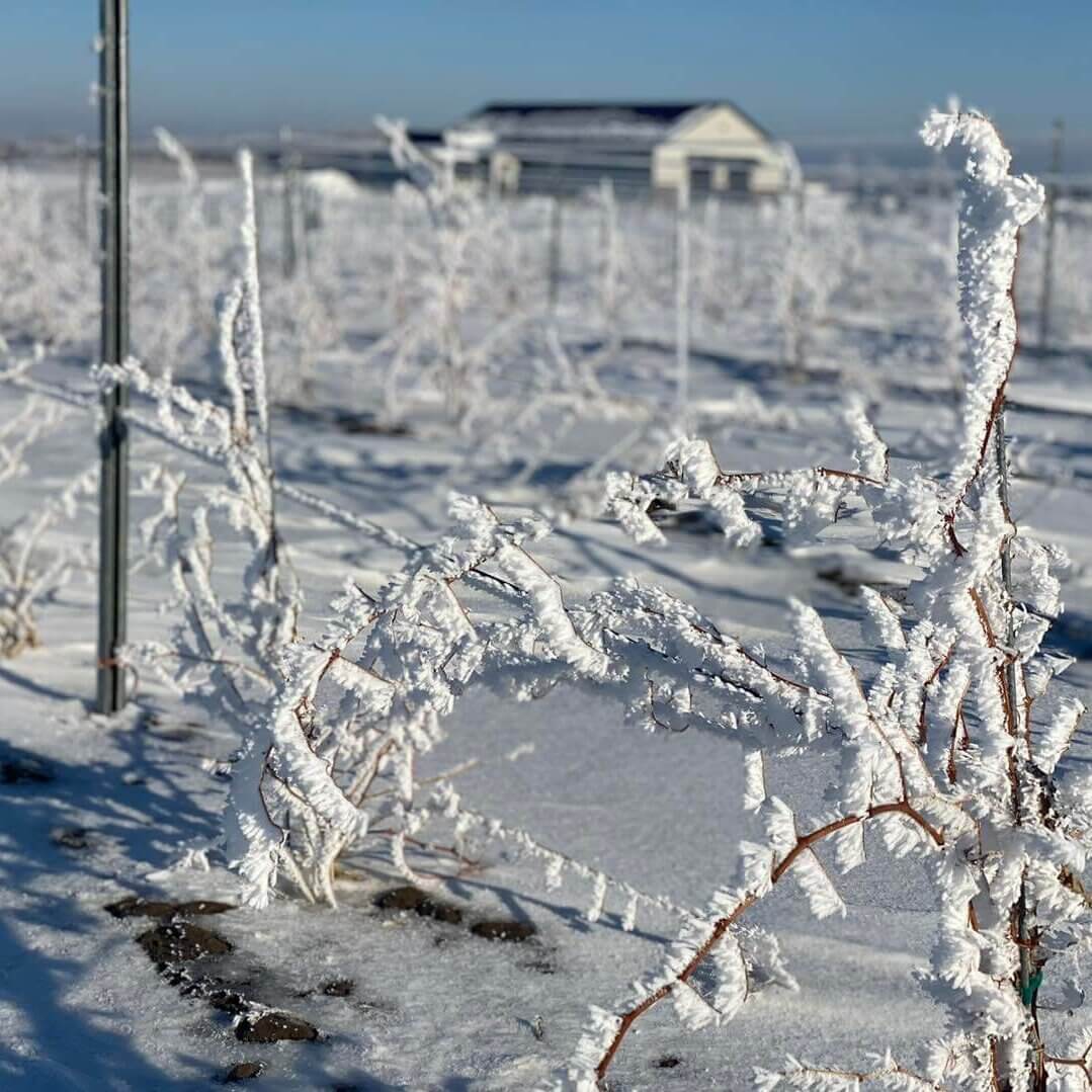 frost in the vineyards