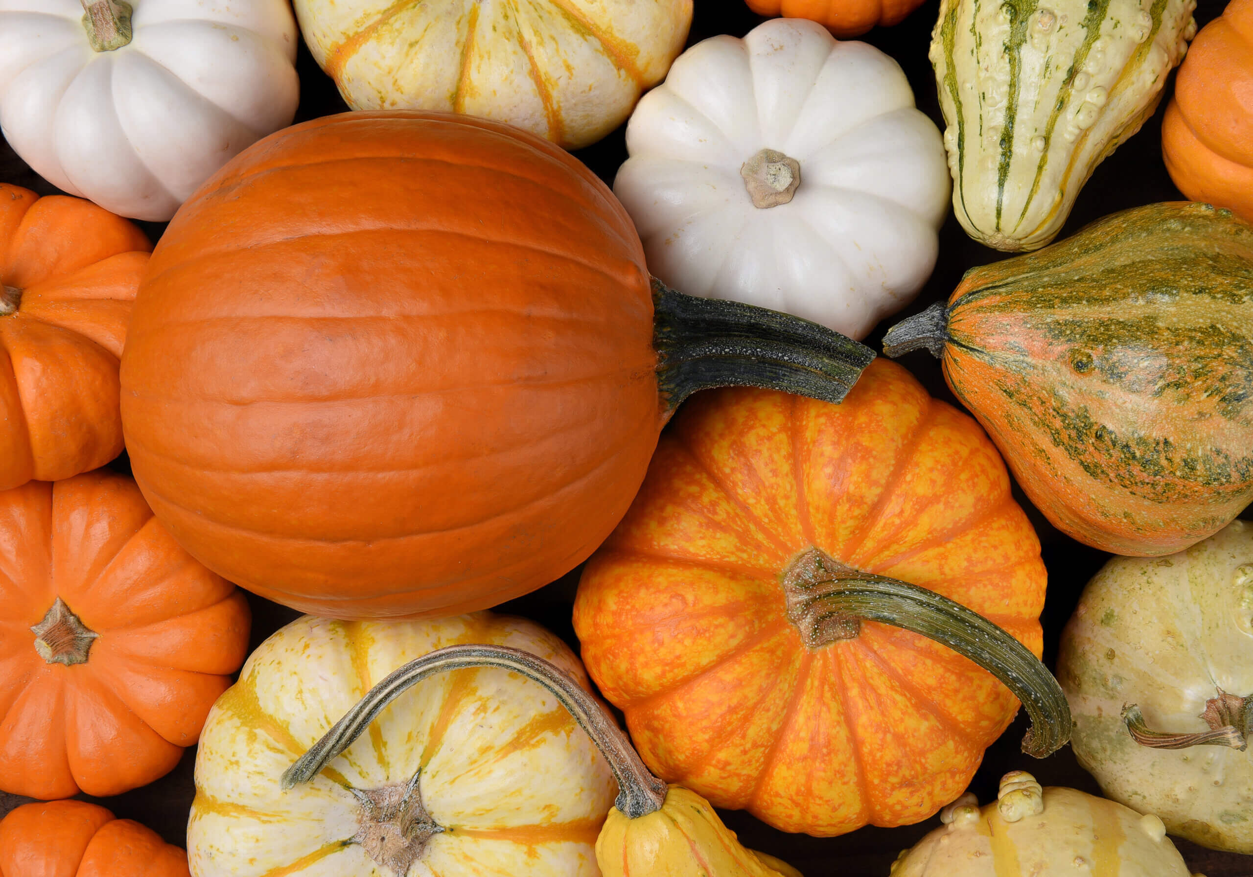 Overhead view of a group of assorted Autumn pumpkins, gourds and squash.