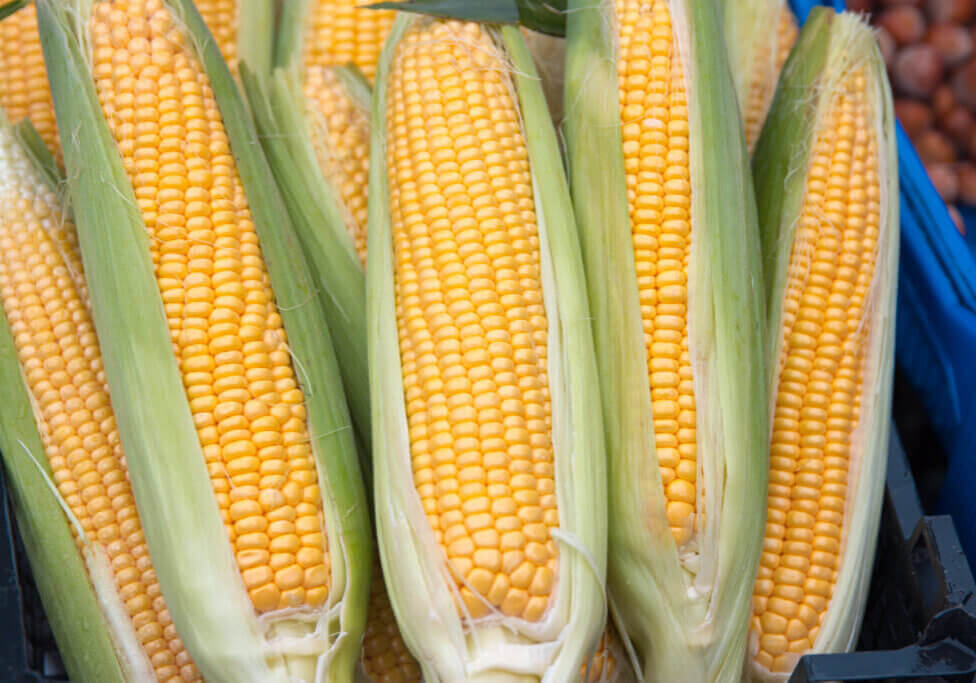 Variety of ripe fresh just picked sweetcorn, sugar corn and pole corn cob with green leafs. Organic, vegetarian raw meal - healthy and tasty yellow gold sweet corn at harvest day festival market