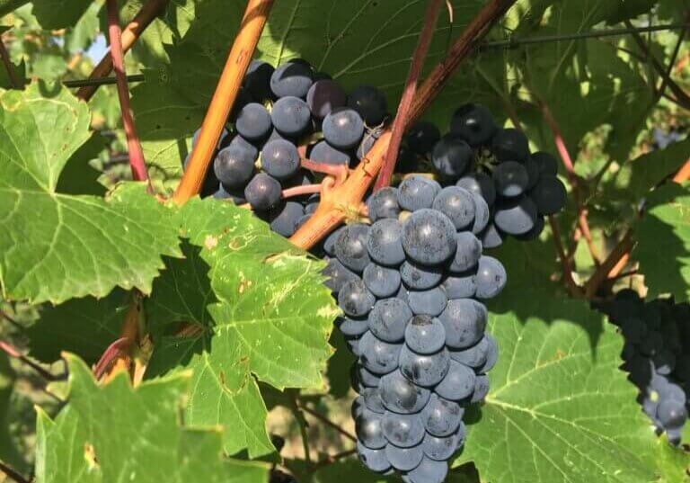 Red Grapes on the vine before wine making at Rolling Forks Vineyards, Glenwood, Minnesota