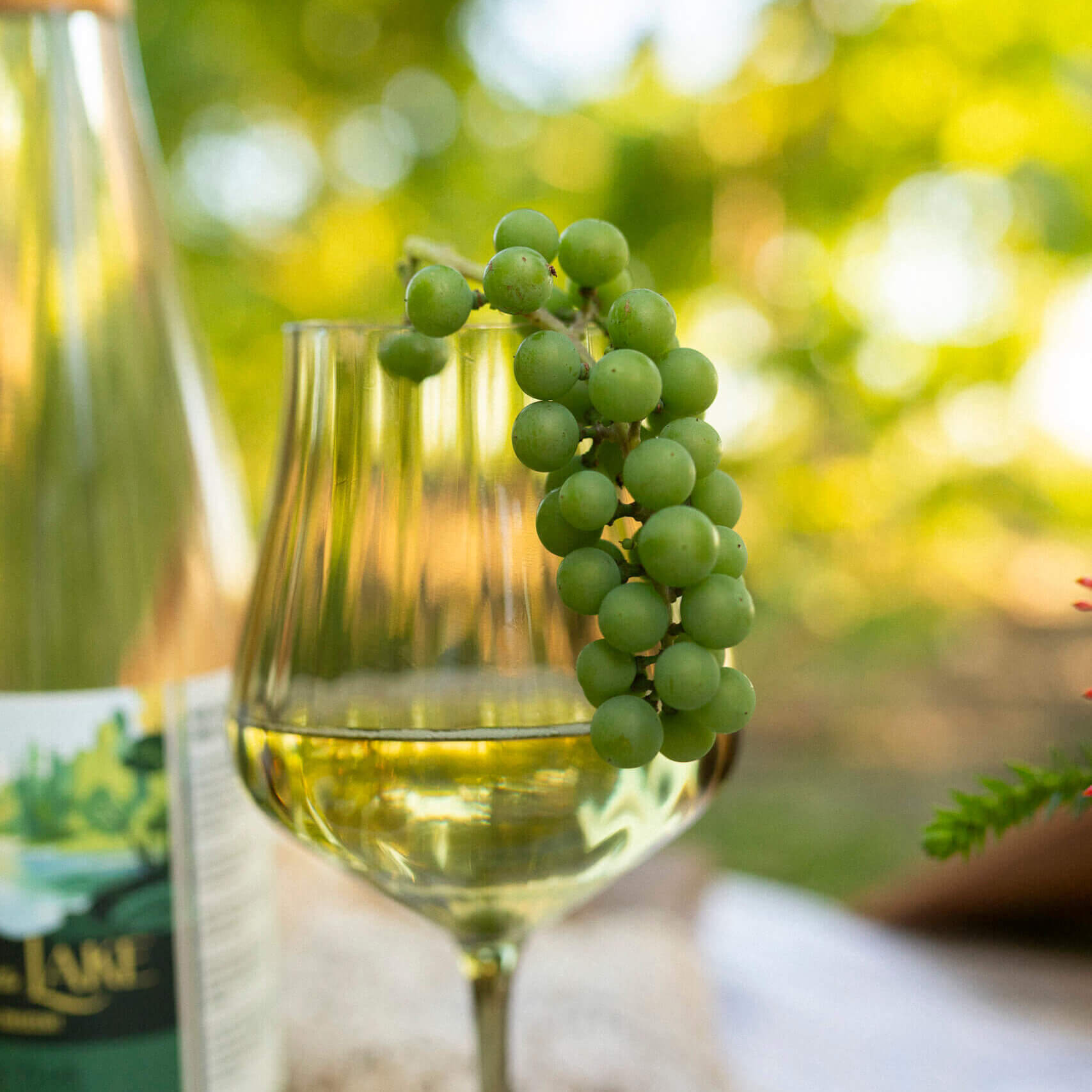 White wine at Rolling Forks Vineyards, Glenwood, Minnesota
