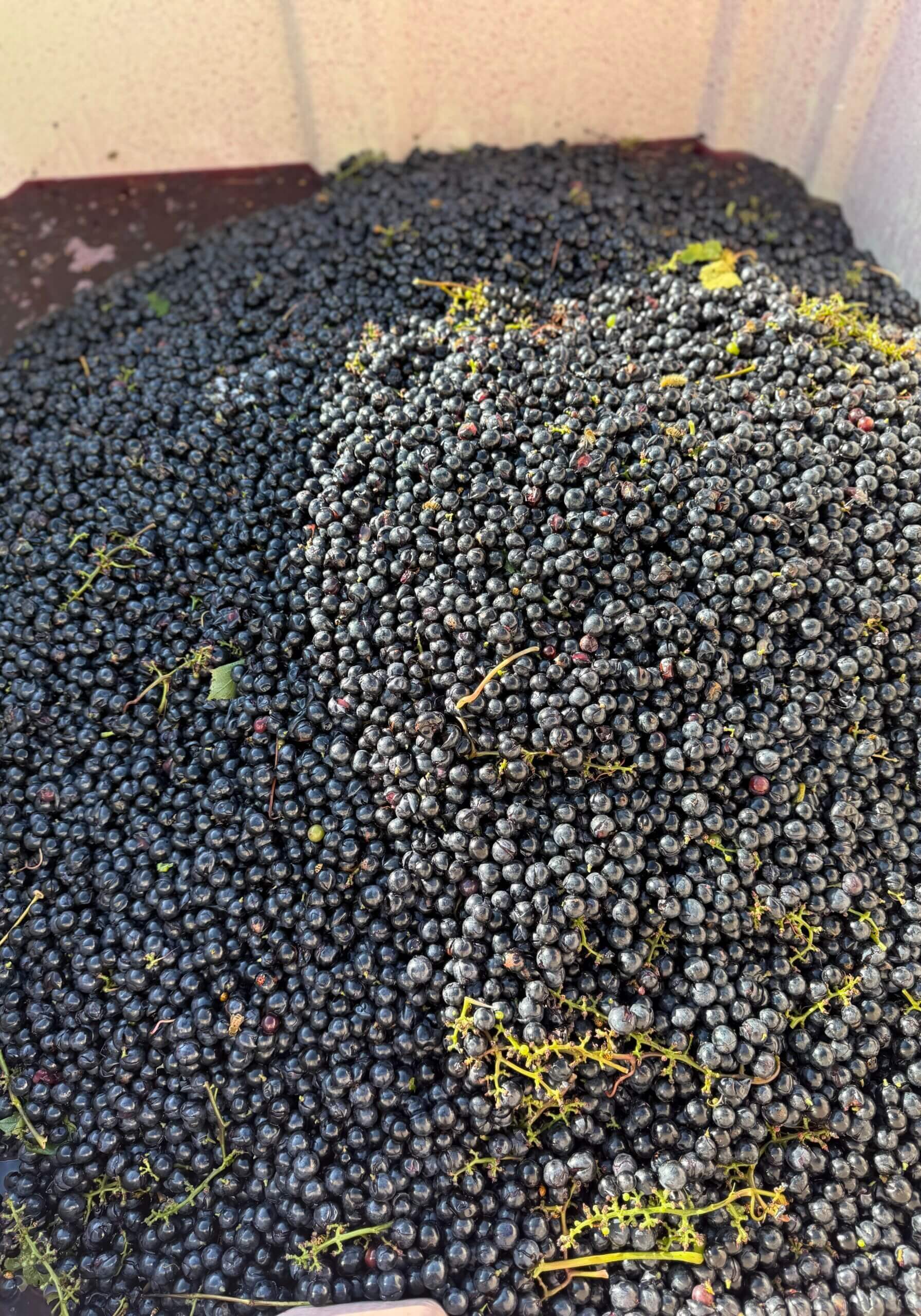 Red Grapes in the harvest bin ready to be juiced for wine making at Rolling Forks Vineyards, Glenwood, Minnesota