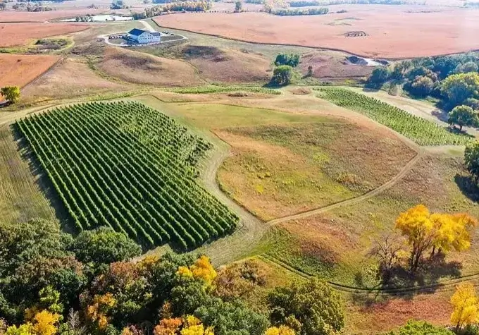 Hills of Rolling Forks Vineyards Cold Climate Grapes, Glenwood, Minnesota