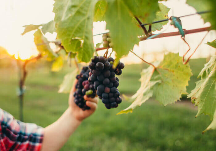 Rolling Forks Vineyards Grapes. Fall Family Activities
