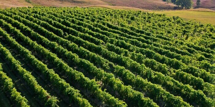Rolling Forks Vineyards Large Groups Bus Tours